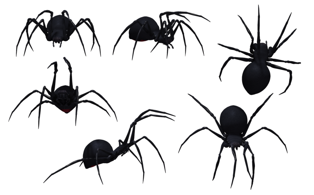 Spider PNG images, free download spider PNG photo pictures with ...