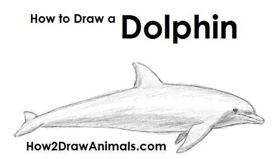 how-to-draw-dolphin.jpg