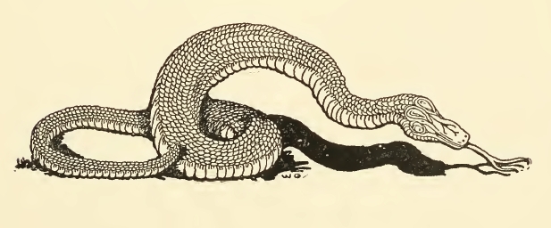 File:First Snake Drawing.jpg - Wikimedia Commons