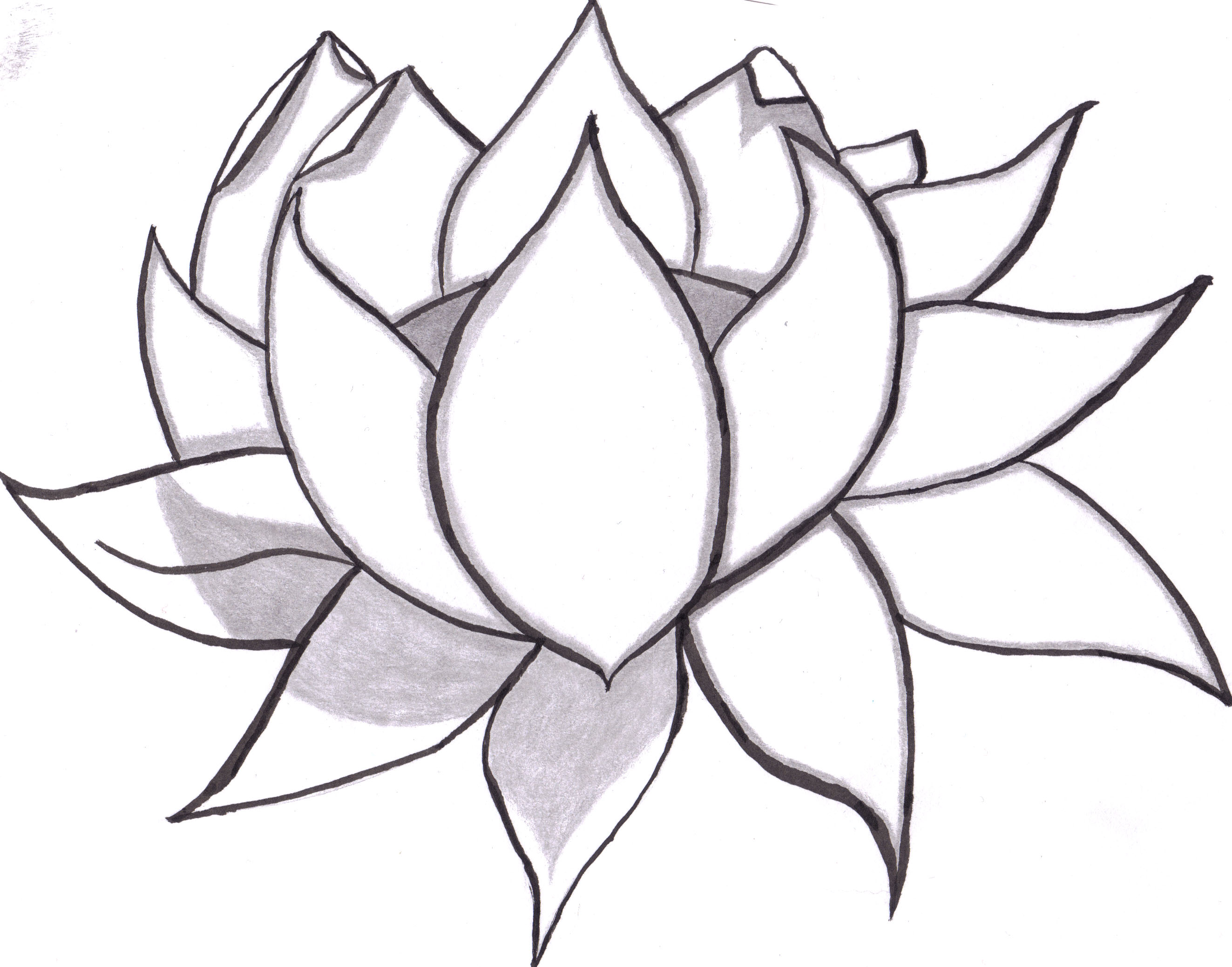 Lotus Flower Pencil Drawing - Gallery
