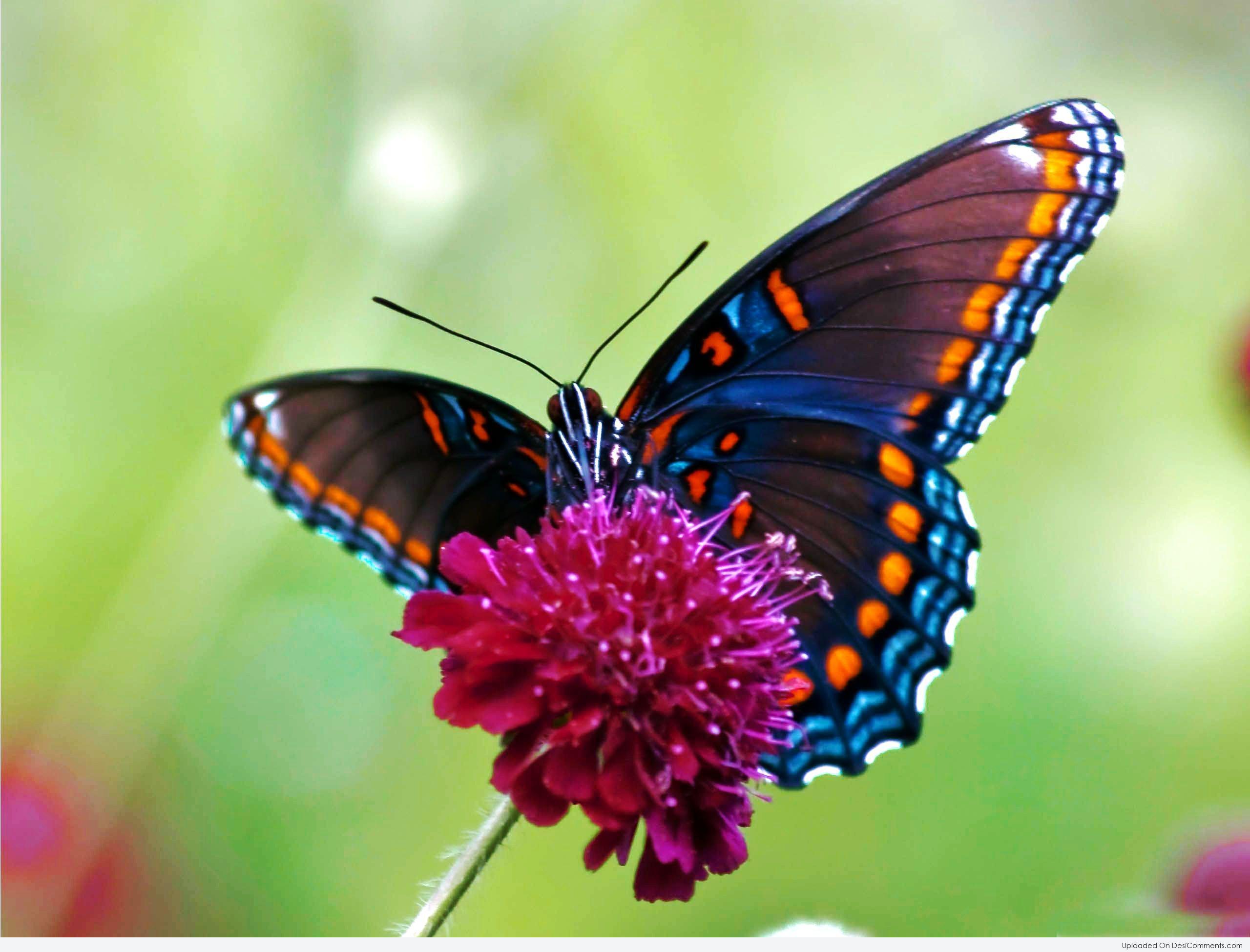 Butterfly Pictures, Images, Graphics for Facebook, Whatsapp, Pinterest