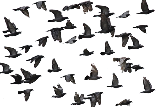 Mumtaztic Pigeon Loft - Pigeon Genetics - Pigeon & Human Interaction