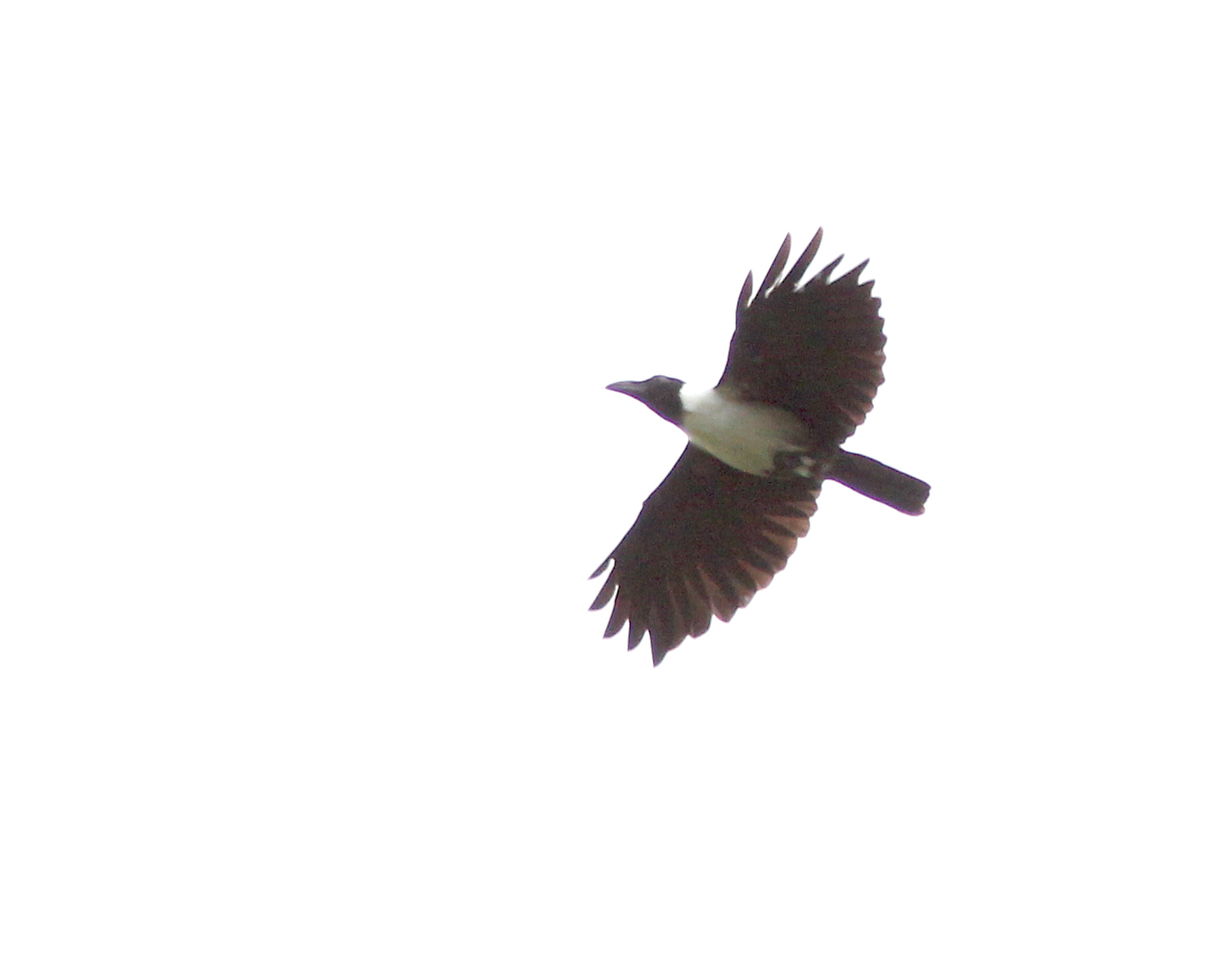 Piping Crow photo: A bird flying overhead. | the Internet Bird ...