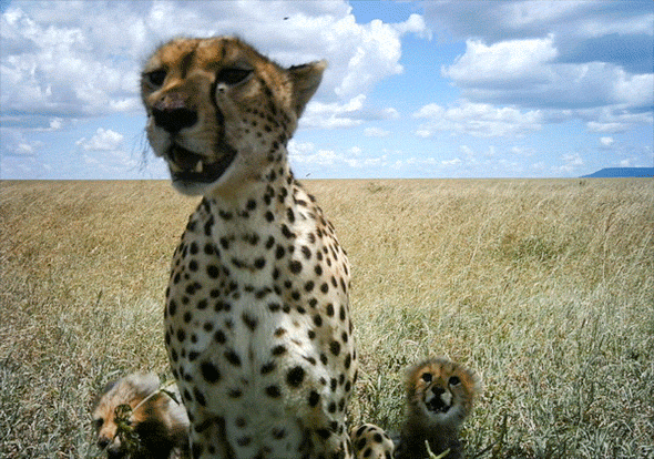 18 Amazing, Intimate Camera Trap GIFs of Serengeti Animals ...