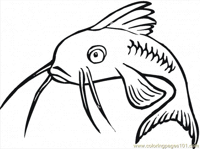 Catfish 16 coloring page - Free Printable Coloring Pages