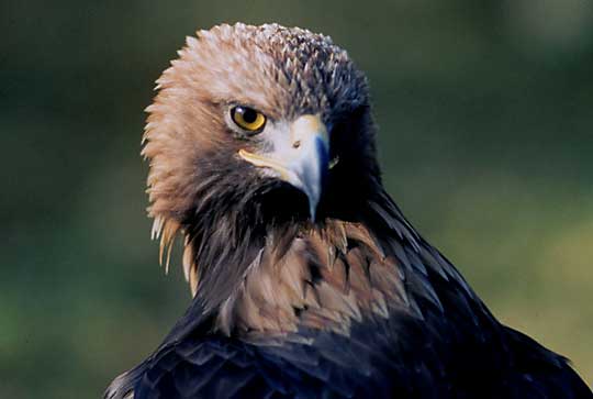 CLUNY-EAGLE-HEAD-SHOT » Focusing on Wildlife