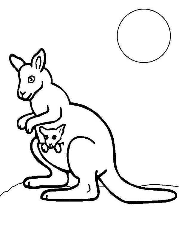 baby kangaroo Colouring Pages
