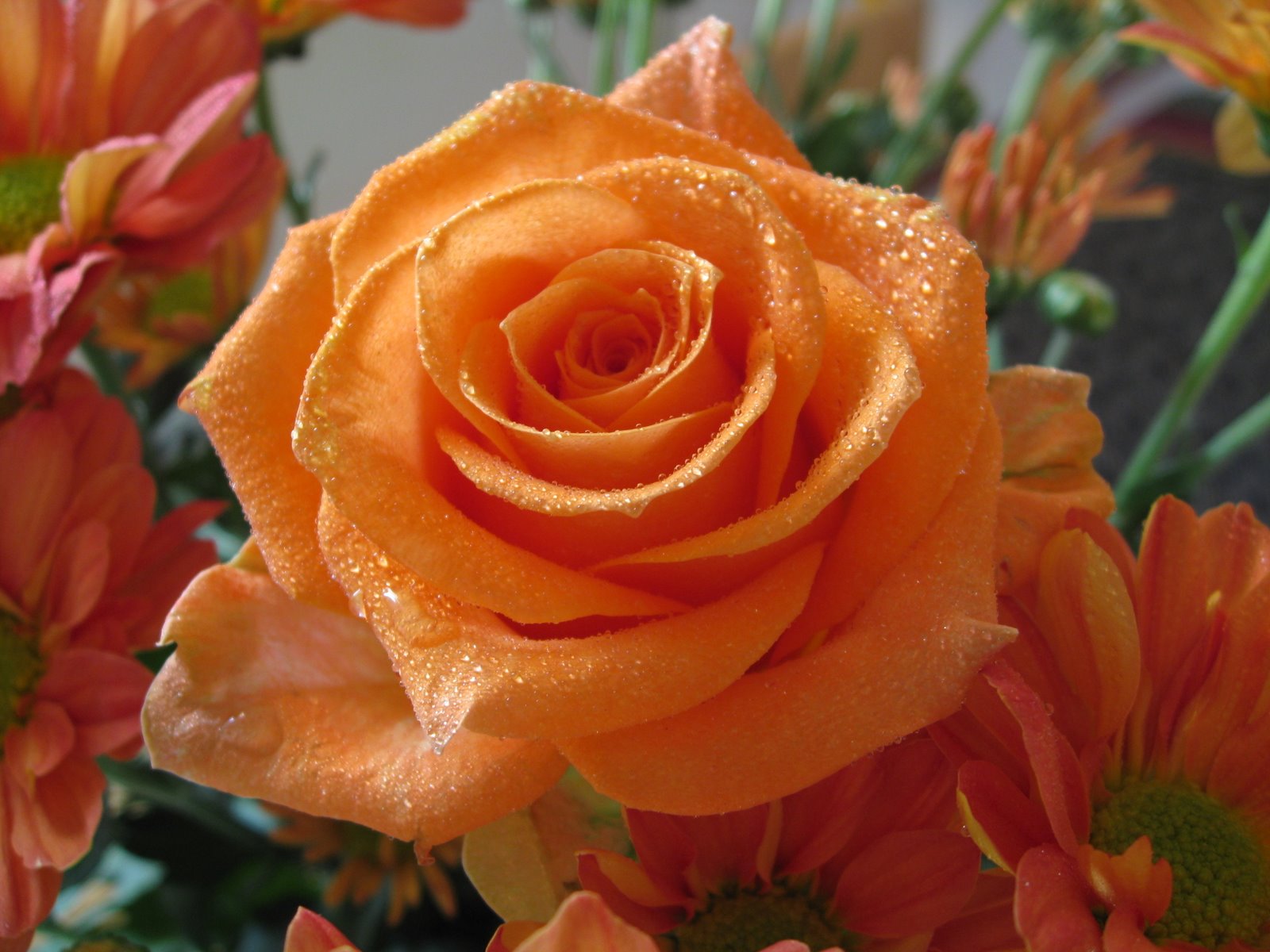 orange-roses-rose-flower- ...