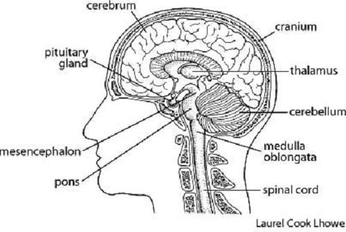 Brain Diagram - Cliparts.co