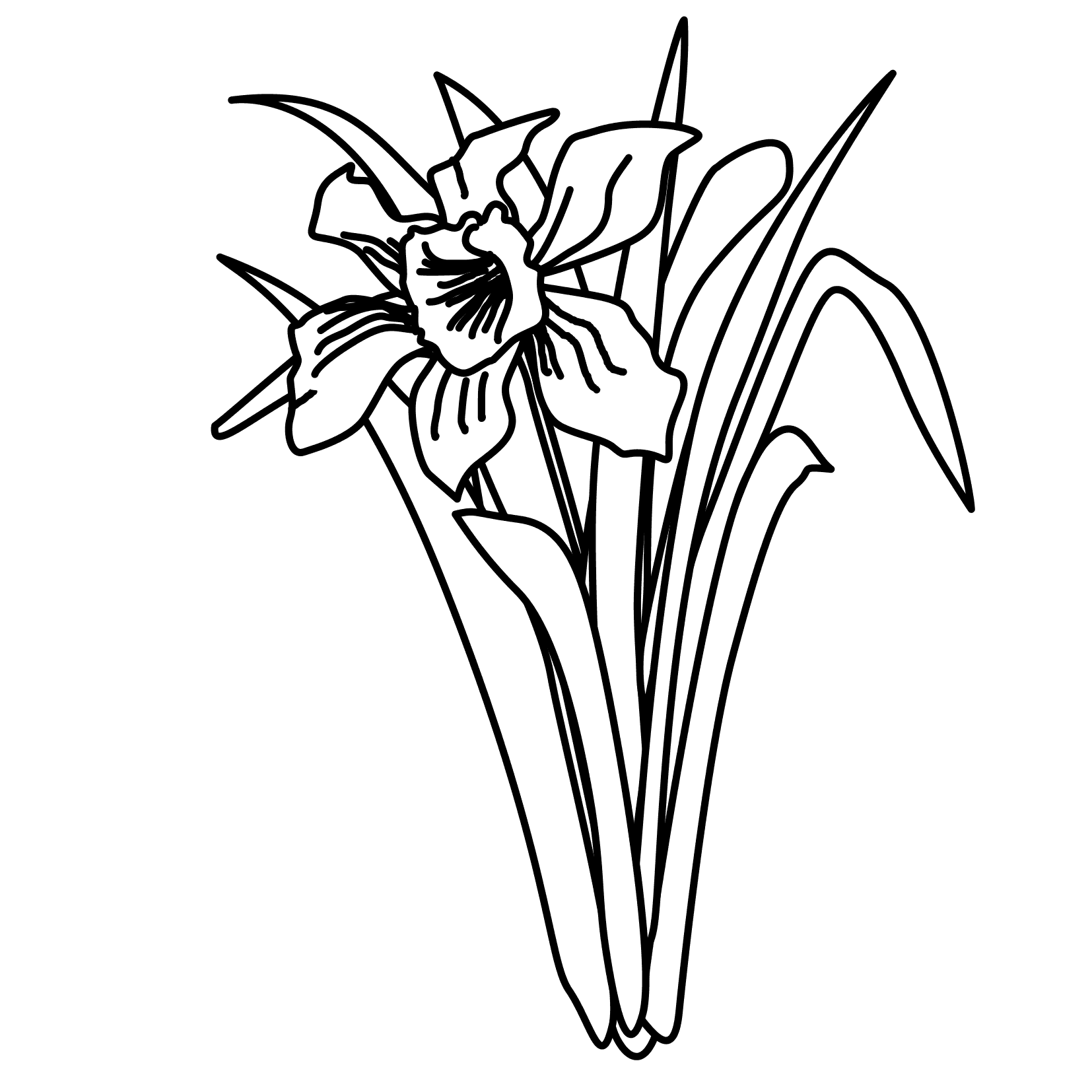 Daffodil Outline - ClipArt Best