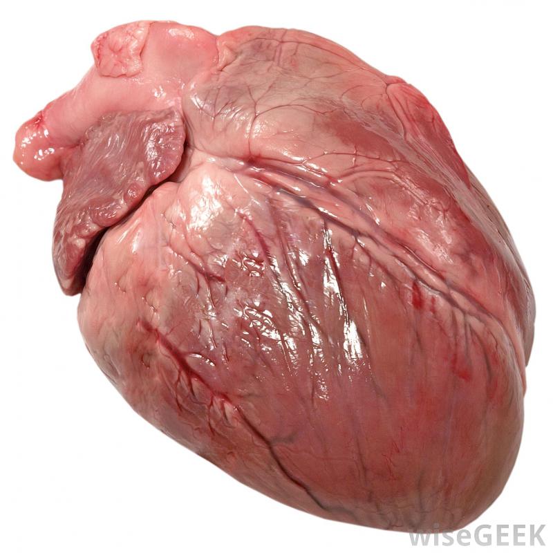 Organ in the Human Body Heart | the body of the eye model human ...