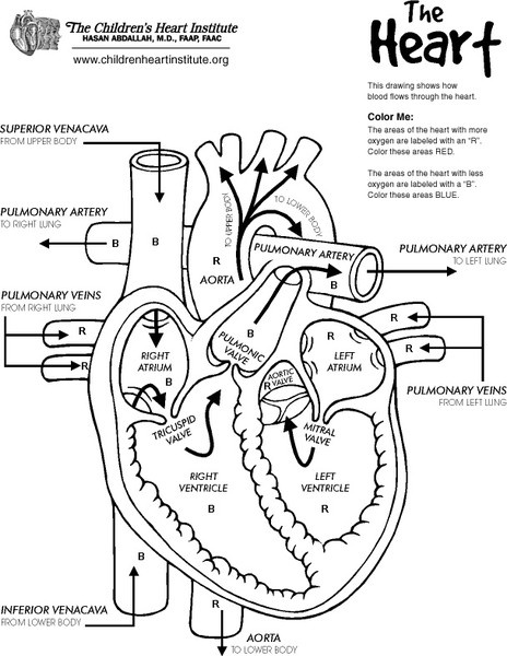 Heart diagram; why can't it be this simple in nursing books ...