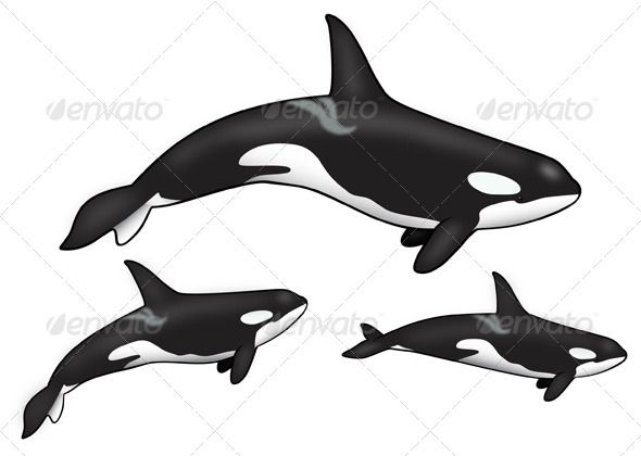 Killer Whale Drawing Template Orca whale template killer | Future ...