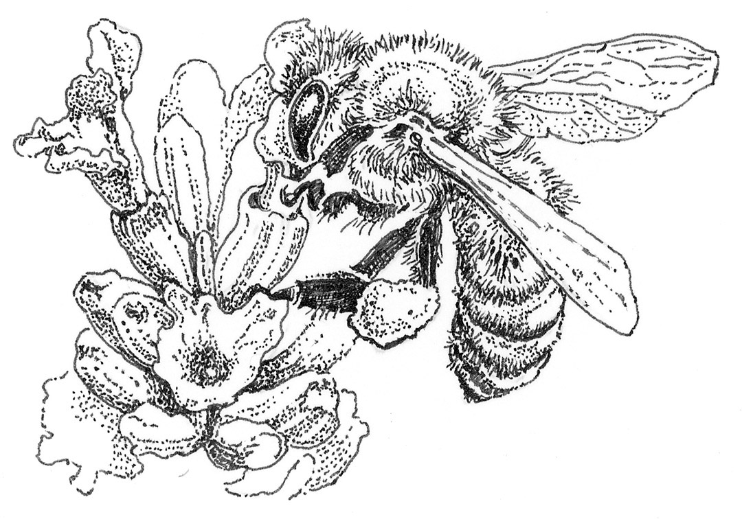Pacific Horticulture Society | Garden Allies: Honey Bees