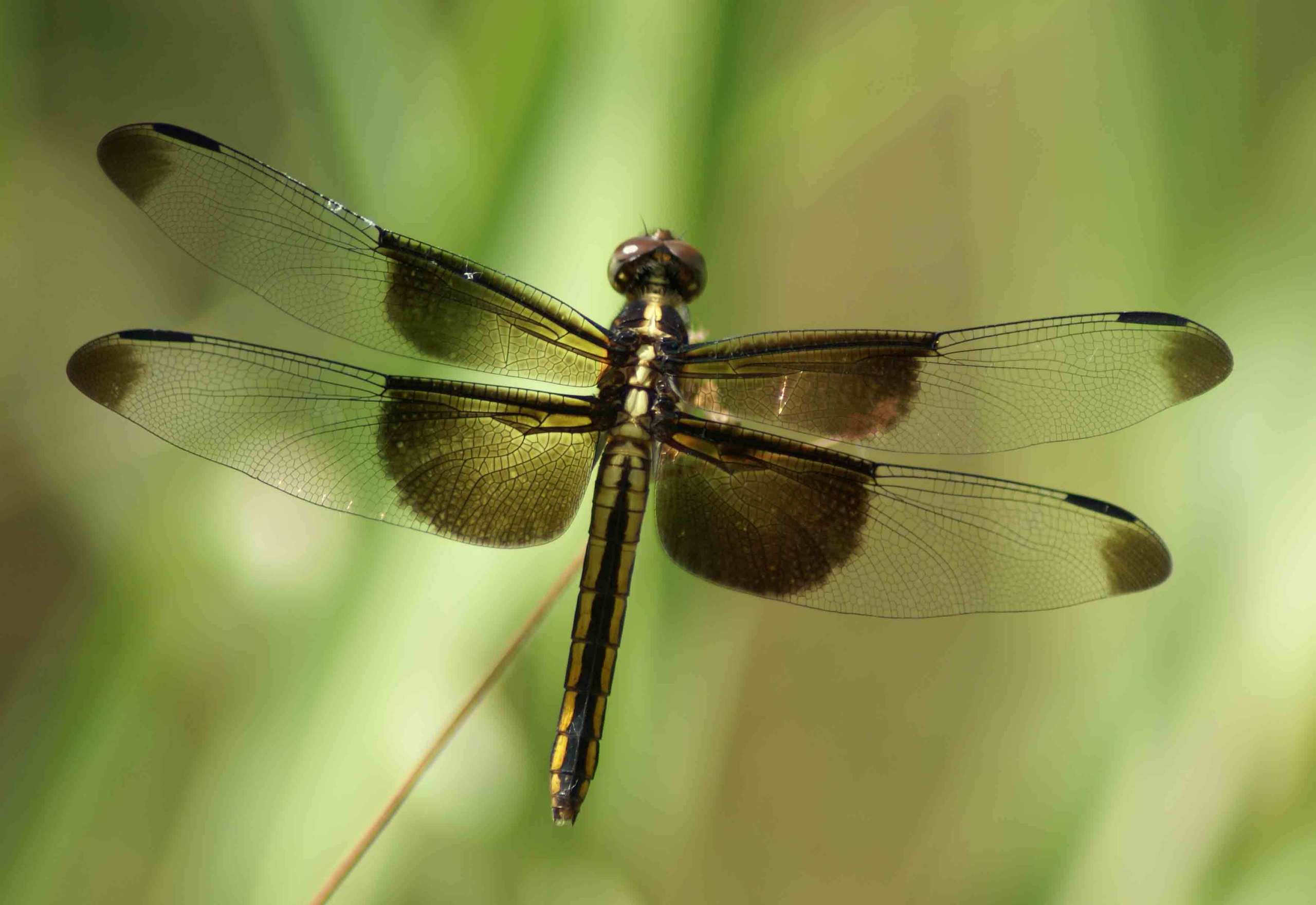 Dragonfly - Dragonflies Photo (22412607) - Fanpop