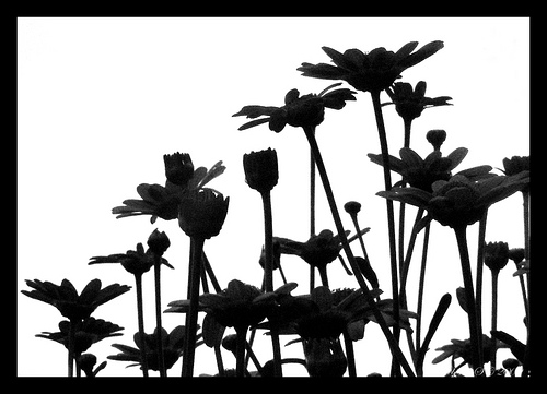 flower silhouettes - a gallery on Flickr