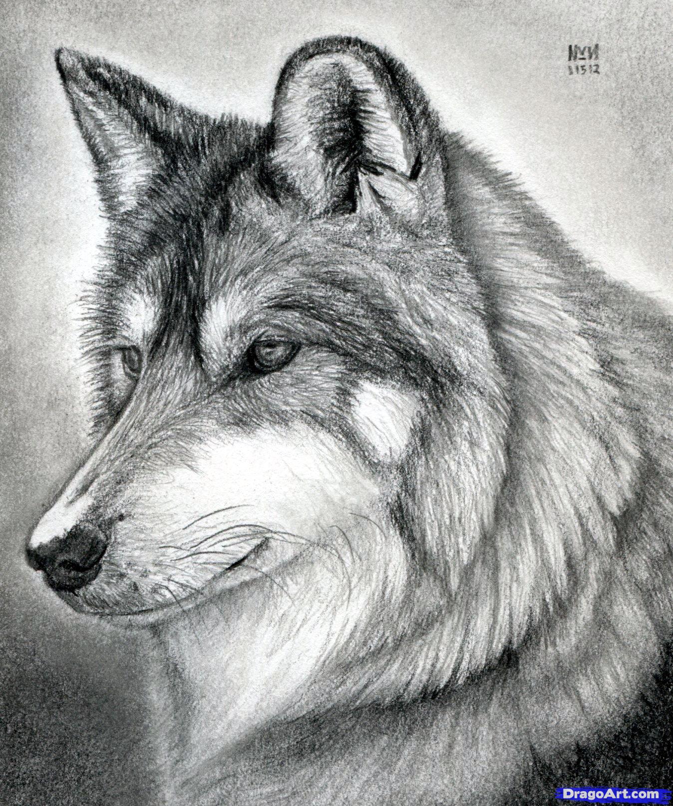 How to Draw a Wolf Head, Mexican Wolf, Step by Step, forest ...