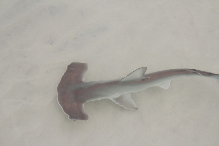 Baby hammerhead shark visits Tortuga Bay