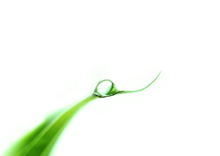 Single Fresh Water Drop On Green Leaf by Lane Erickson - Royalty ...