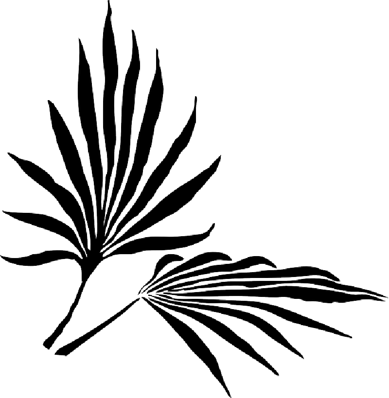 Palm Fronds Png « Search Results « Landscaping Gallery