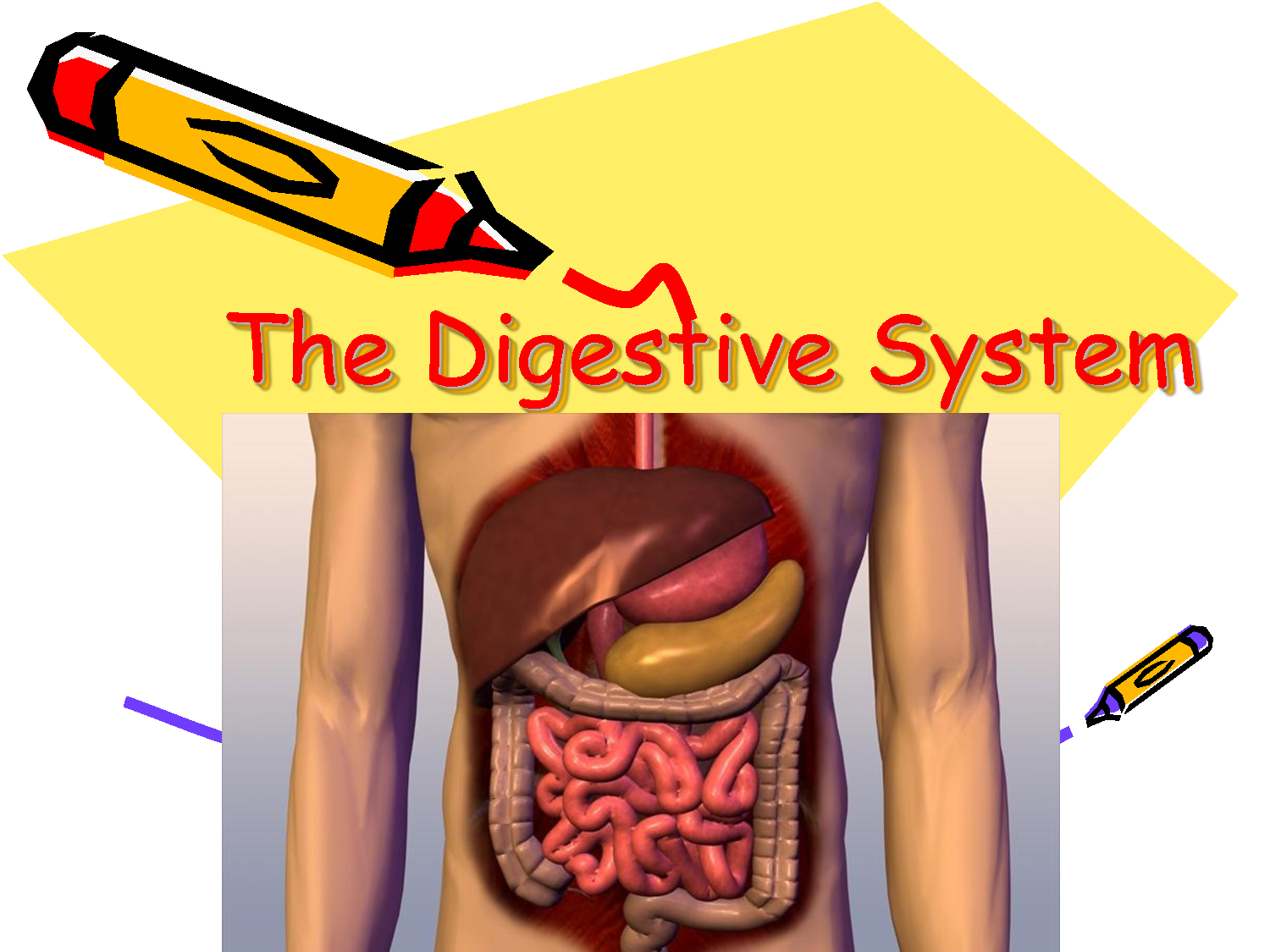The Digestive System - PowerPoint