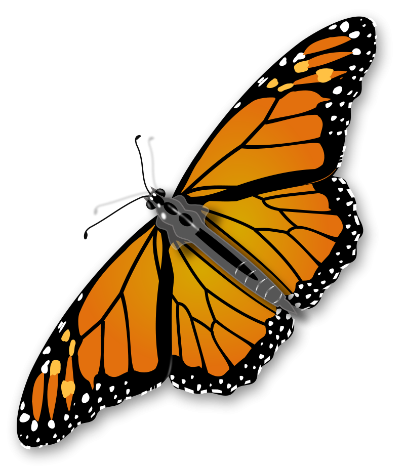 Monarch Butterfly : 10 Monarch Butterfly Clip Art | Biological ...