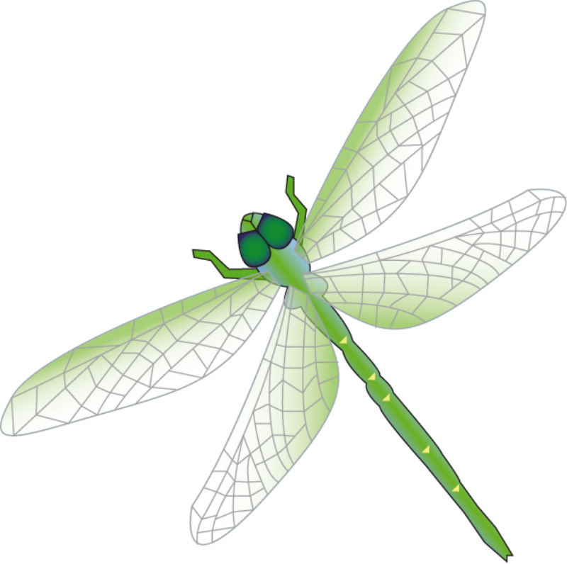 Dragonfly Graphic - Cliparts.co