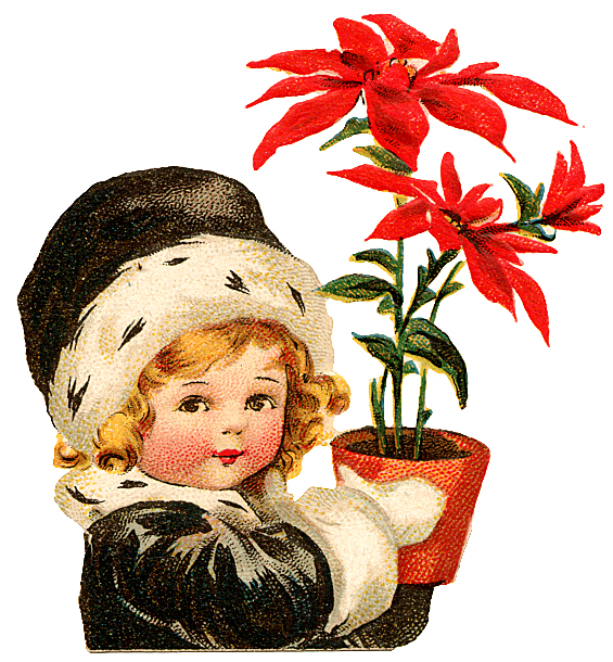 Free vintage clip art images: Poinsettia vintage free clip art