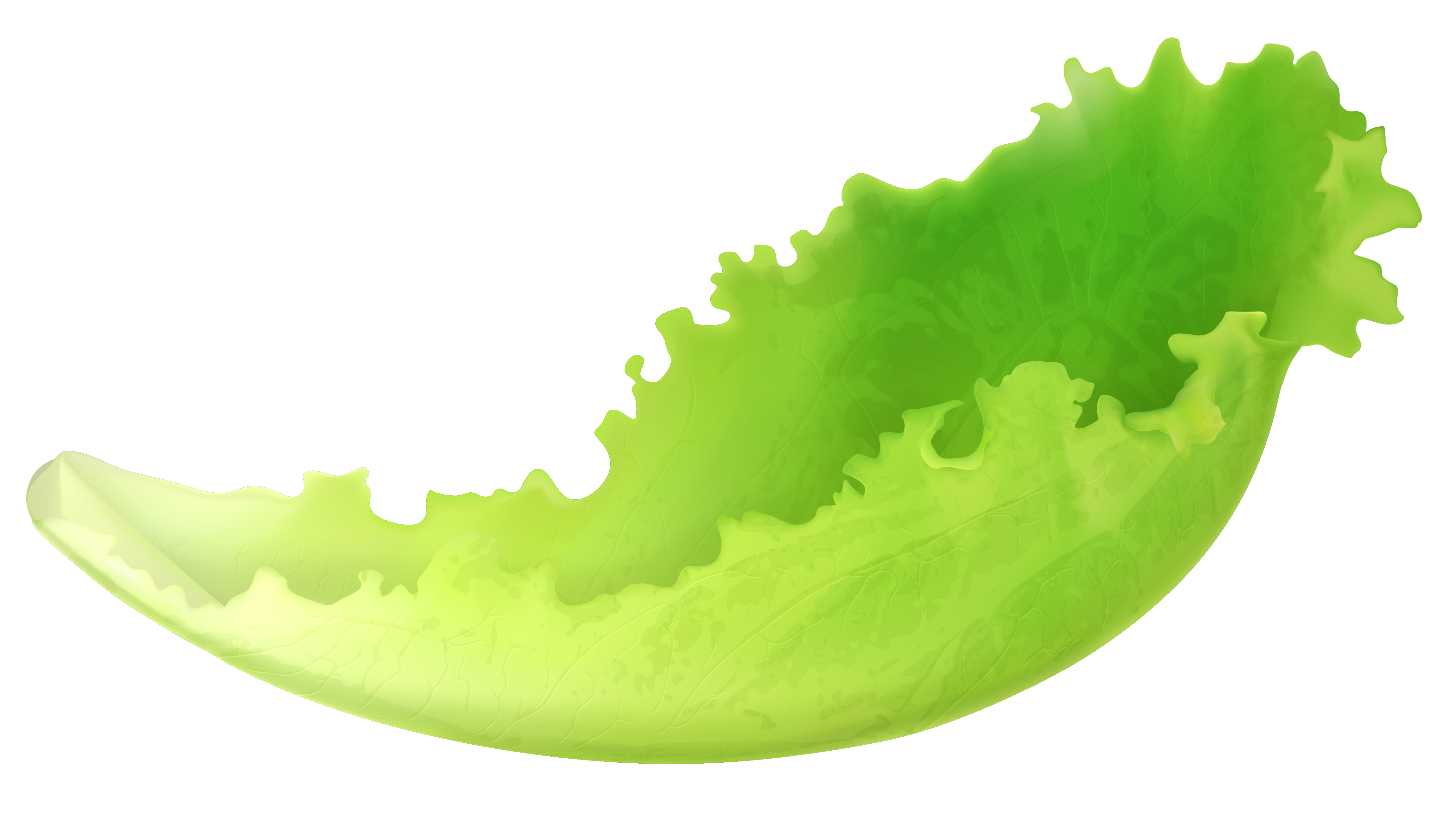 lettuce leaf clip art - photo #1