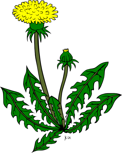 Flower Dandelion clip art - vector clip art online, royalty free ...