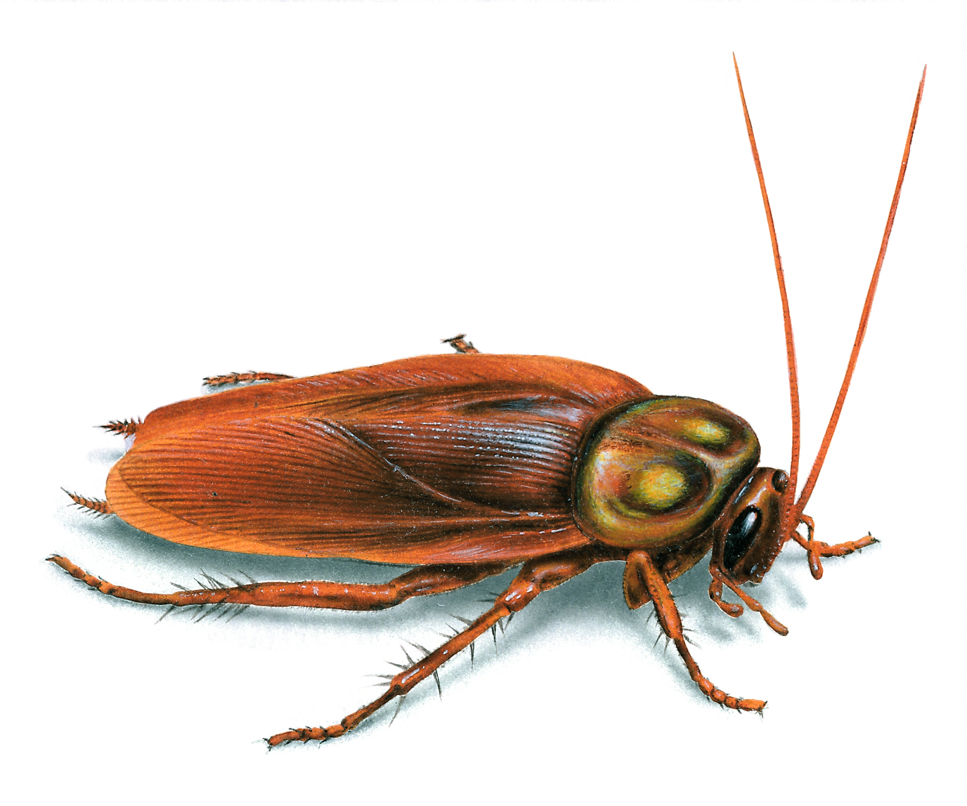 Pictures of Cockroaches, Images & Photos of a Cockroach
