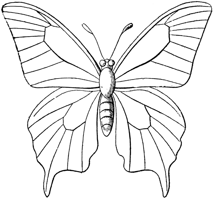 Butterfly Art Sketches - ClipArt Best