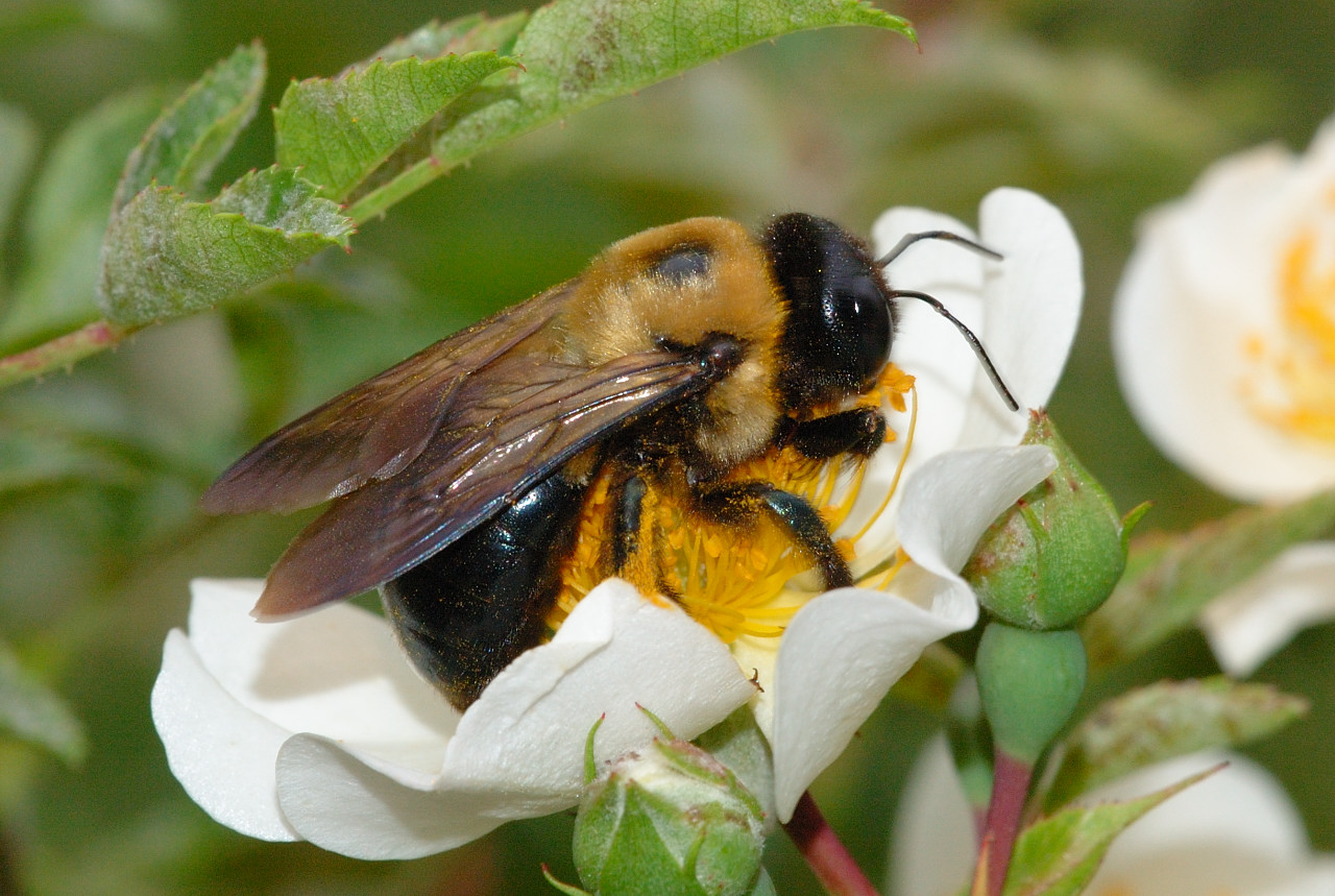 Bumble Bee & Carpenter Bee Pictures