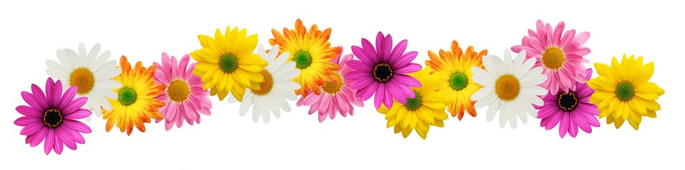 Flowers border clip art photo and vector free | Download free ...