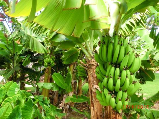 Banana Tree | ilmabad