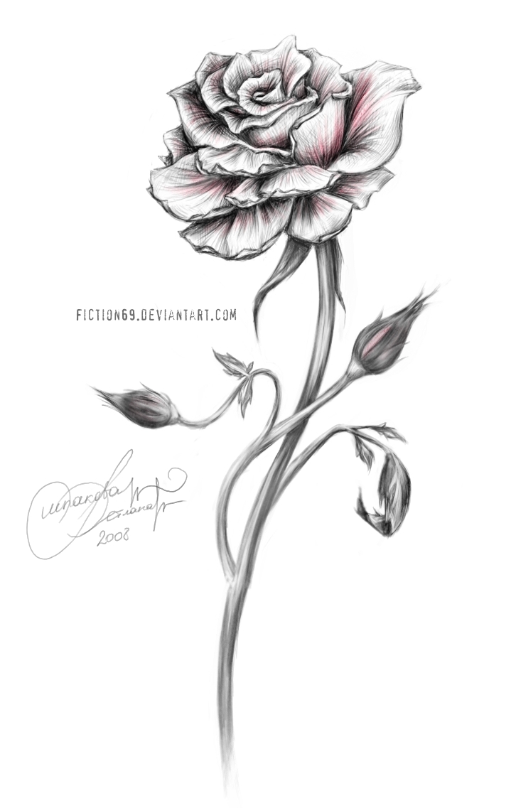 Red Rose With Thorns Drawing - Gallery