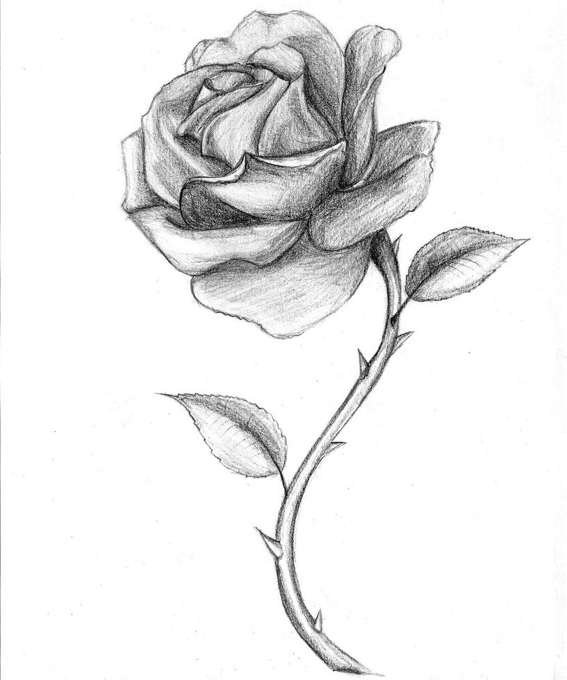 Roses Drawings | Viralnova