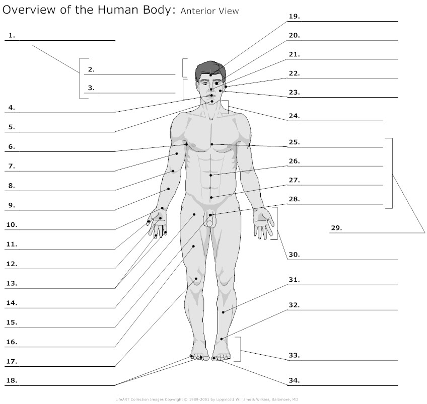 unlabeled human body | Tommy blog