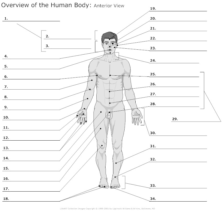 Unlabeled Human Body | Tommy Blog - Cliparts.co