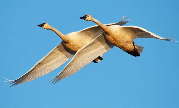 In pictures: 31 pictures of birds in flight | Digital Camera World