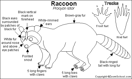 Raccoon Printout- EnchantedLearning.com