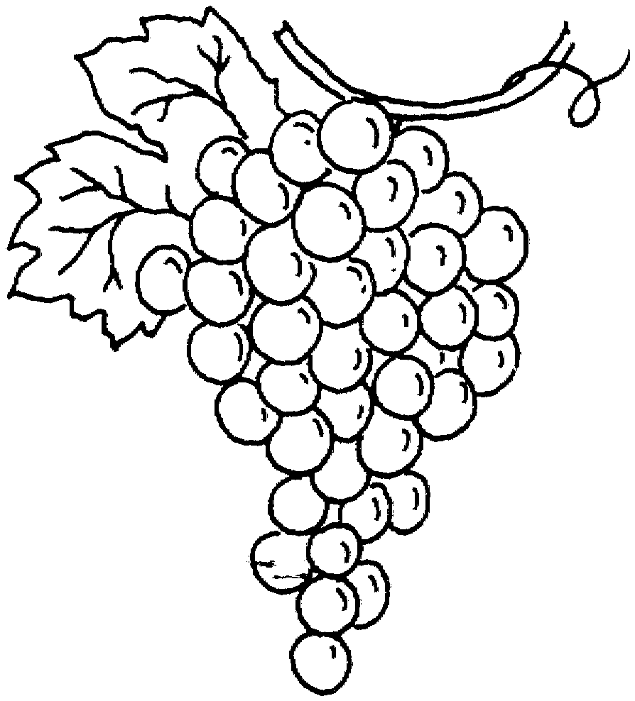 Black and White Grapes — Crafthubs