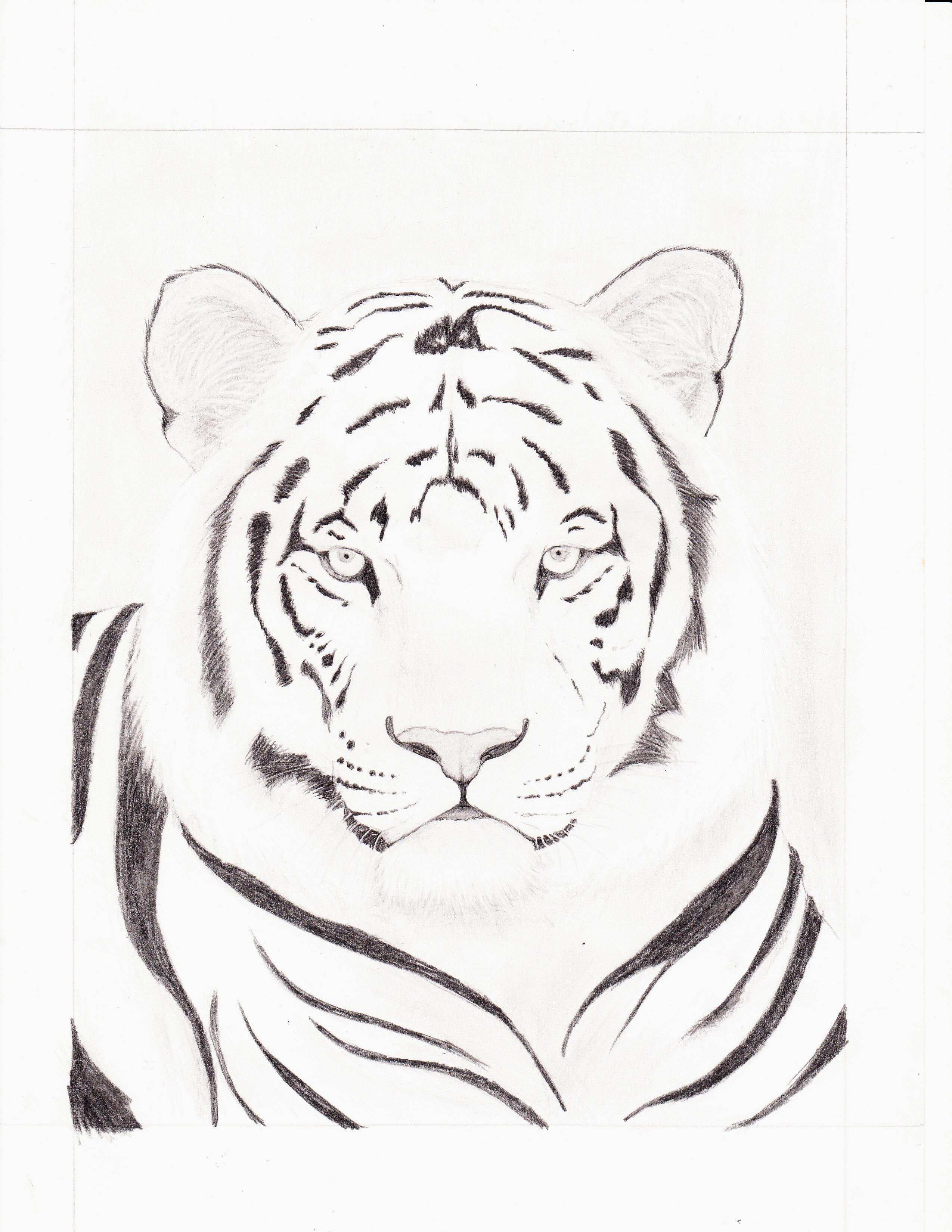 White Tiger Drawing | DrawingSomeone.com