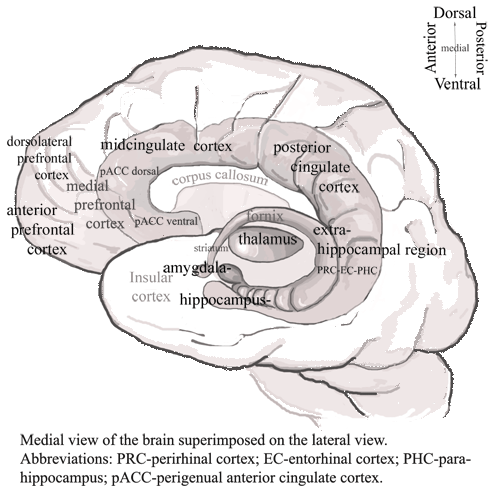 Diagram of the brain lobes printable Keep Healthy Eating Simple
