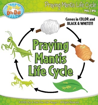 Praying-Mantis-Life-Cycle-Clip-Art-Set-Comes-In-Color-and-Black ...