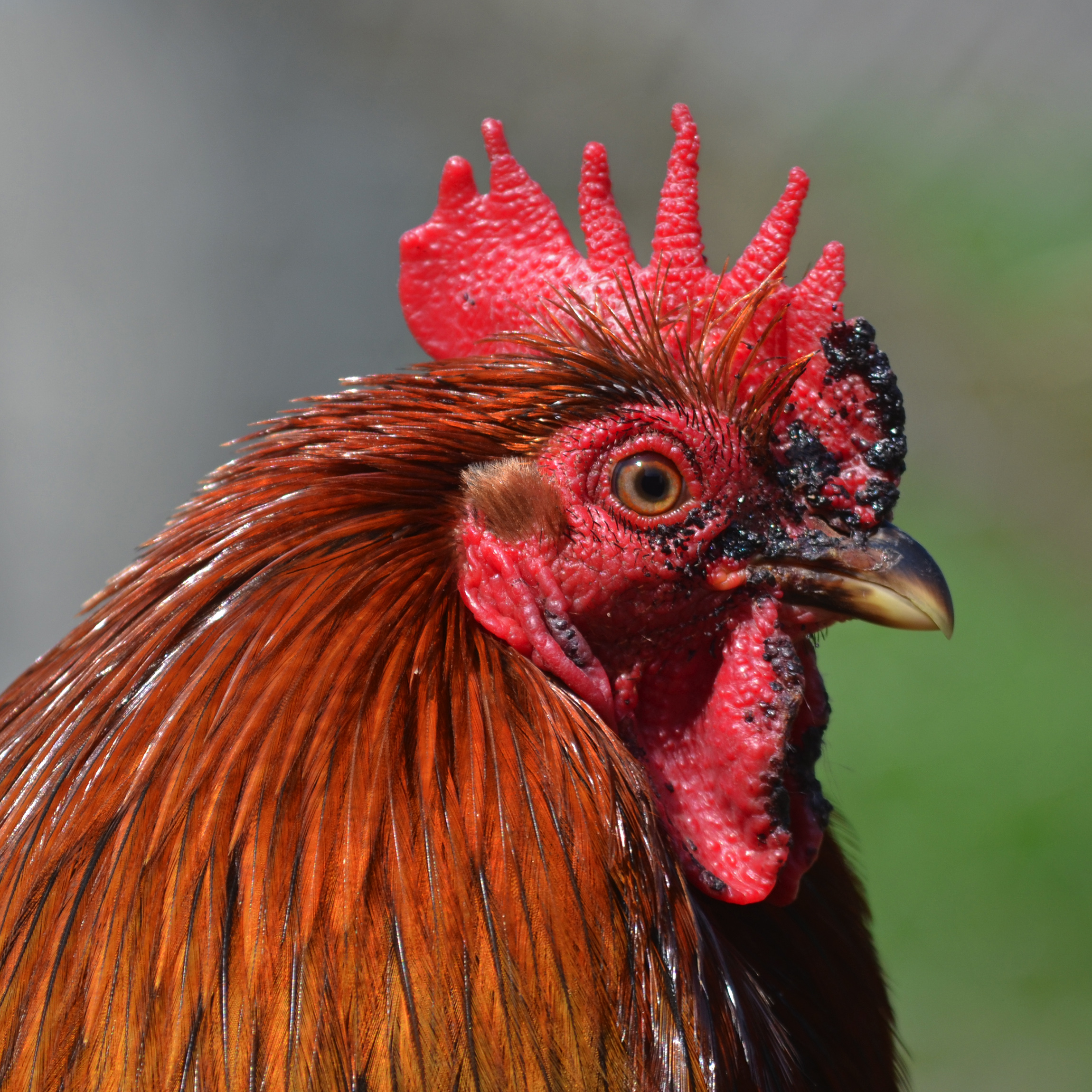 File:Paulx - Bantam rooster 03.jpg - Wikimedia Commons