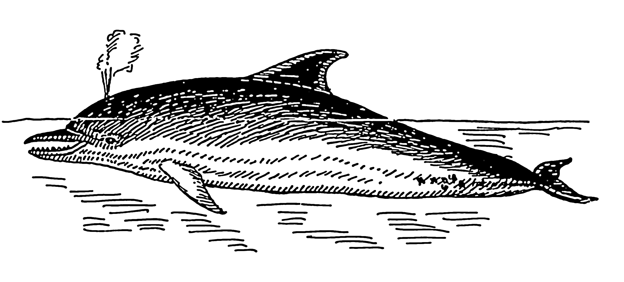 File:Dolphin 2 (PSF).png - Wikimedia Commons