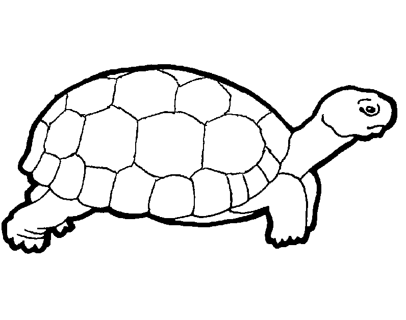 Turtle Balck And White