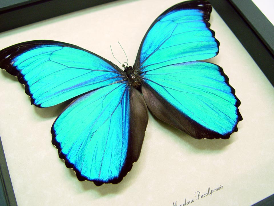 Morpho menelaus pucallpensis Real Framed Blue Morpho Butterfly Display