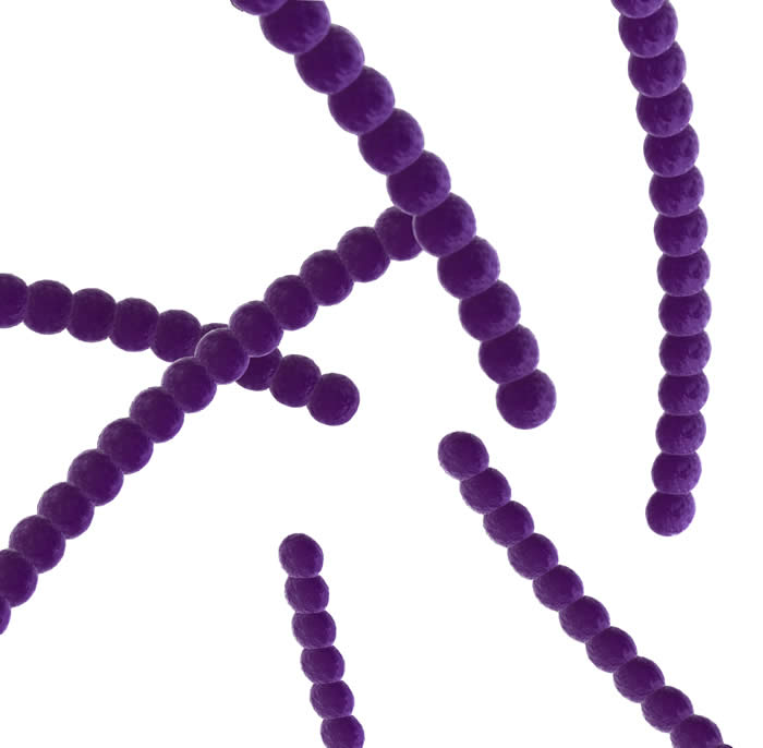 PurpleGerms.jpg
